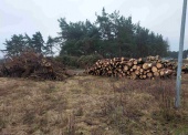 Drewno z wycinki - liściaste/iglaste, w tym: drewno 